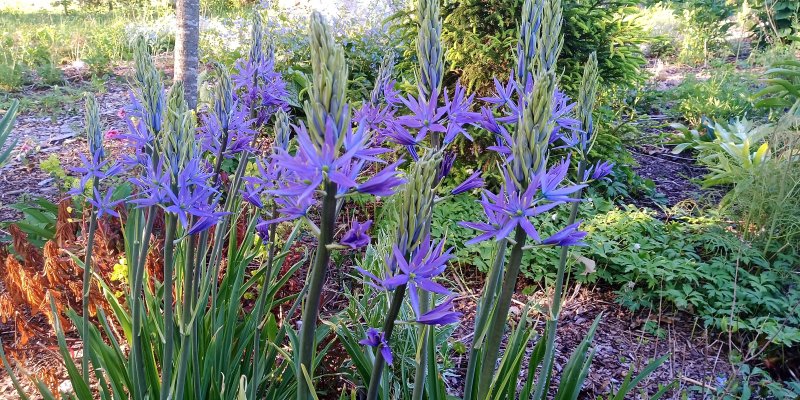 Camassia leichtlinii 'Caerulea'